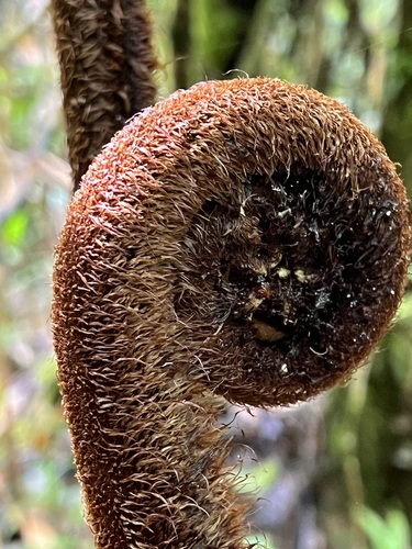 Sphaeropteris nigricans
