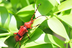 Dicelosternus corallinus