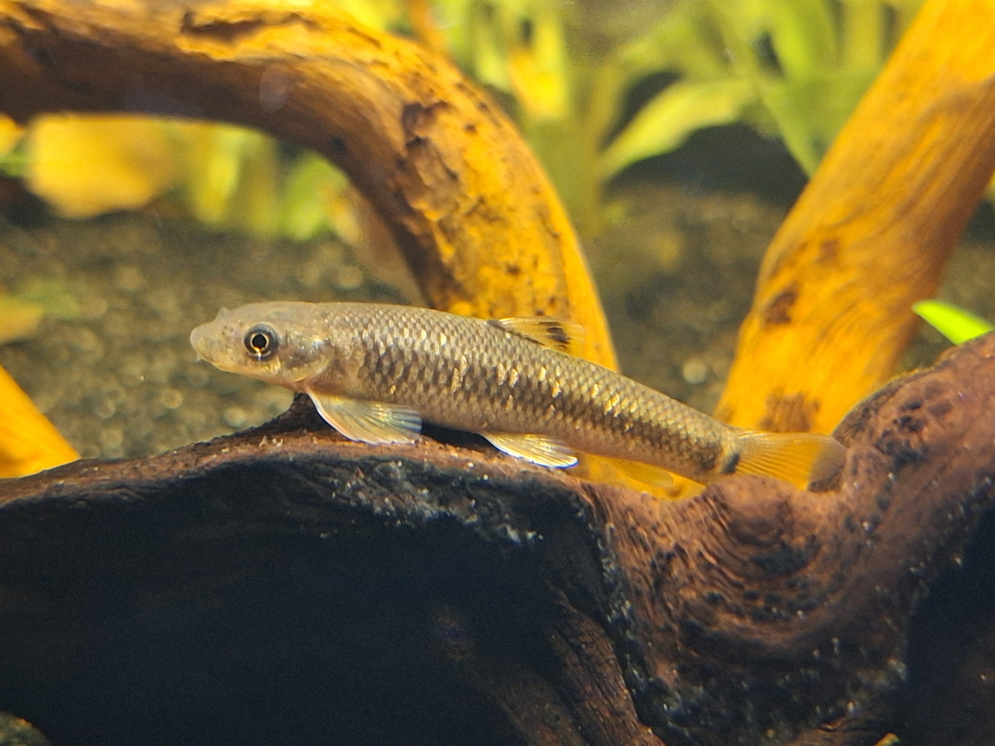 Ratnagiri Minnow photo 4
