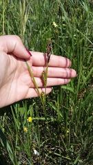Carex melanostachya