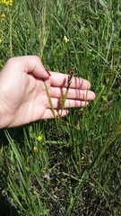 Carex melanostachya