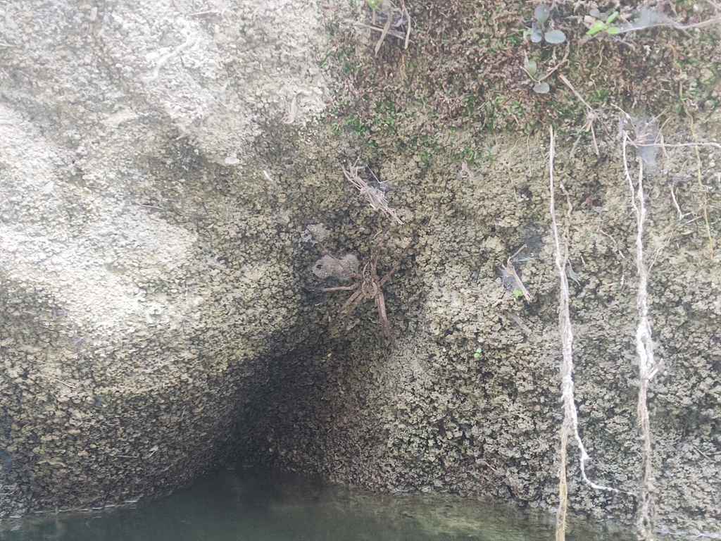 Dolomedes holti