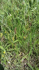 Carex melanostachya