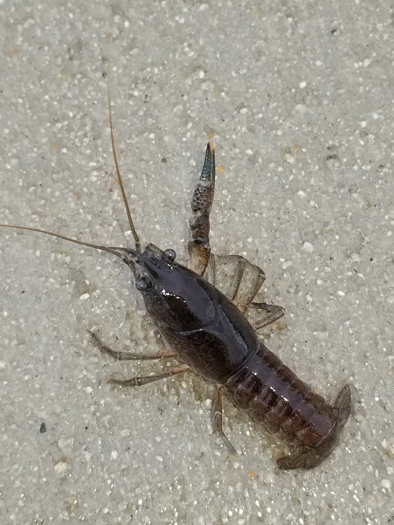 Southern Plains Crayfish from Chisholm Trail Park, Summer Creek Dr