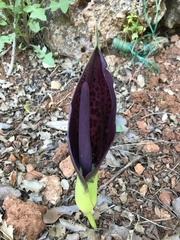 Arum dioscoridis