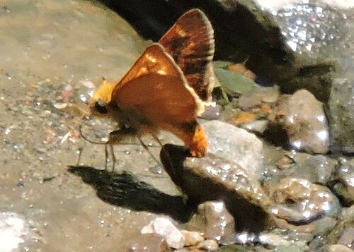 Rural Skipper