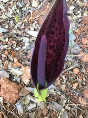 Arum dioscoridis