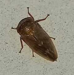 Pterygota