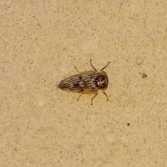 Pterygota