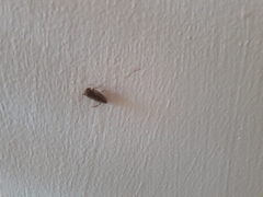 Pterygota