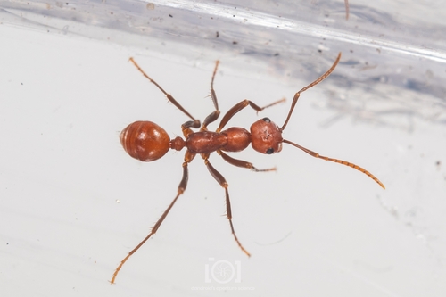 Polyergus oligergusPolyergus oligergus