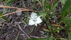 Calochortus minimus