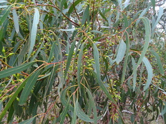 Eucalyptus leucoxylon leucoxylon
