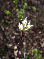 Amelanchier nantucketensis