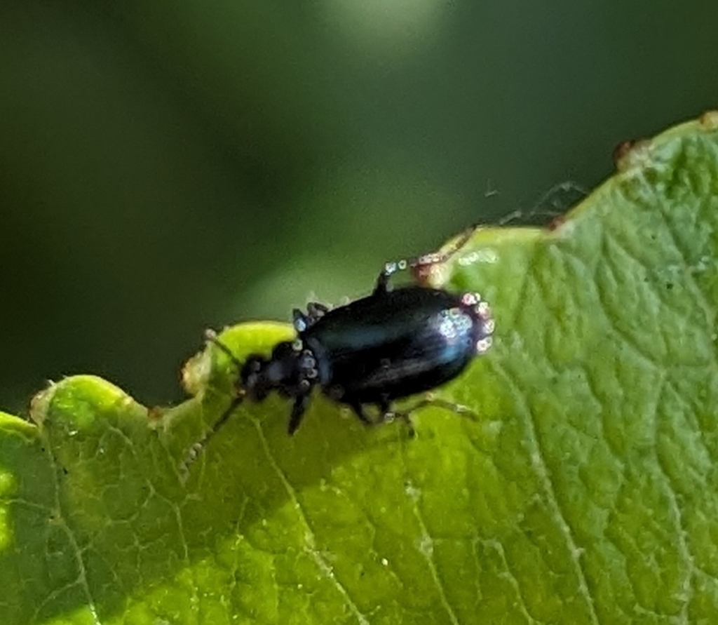 Lebia moesta