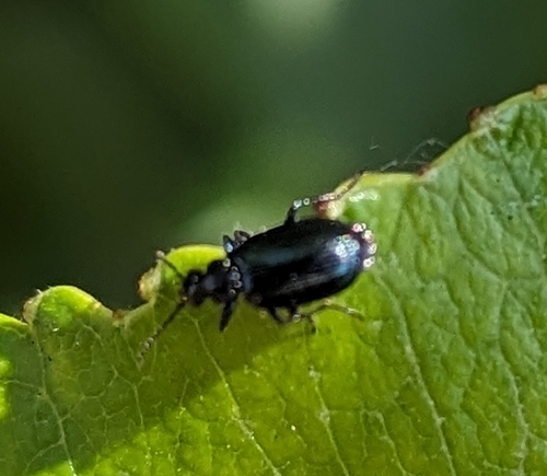 Lebia moesta