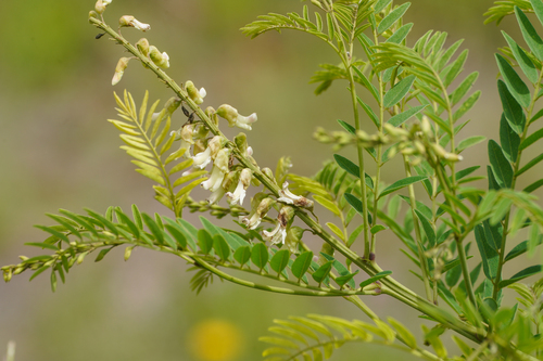 Image of Shrubby Sophora (Sophora flavescens) by (c) WATANABE Hitoshi 渡辺仁, some rights reserved (CC BY)