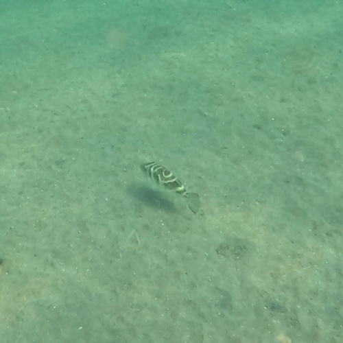 Pufferfish (Bullseye)