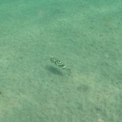 Pufferfish (Bullseye)