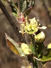 Amelanchier nantucketensis