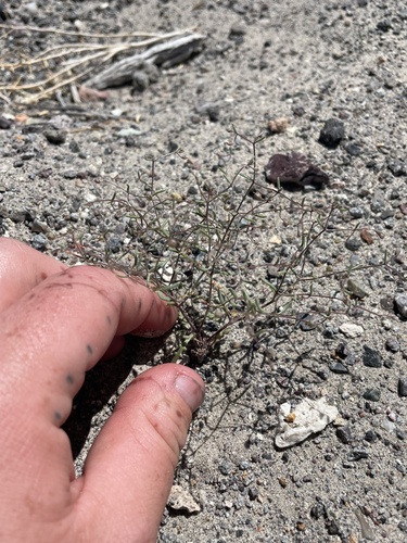 dainty aliciella (Aliciella micromeria)