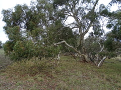 Eucalyptus leucoxylon leucoxylon
