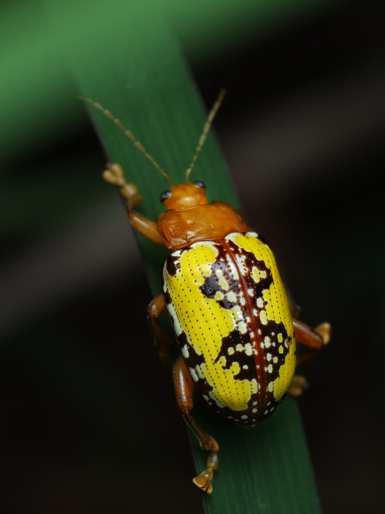 Podontia congregata