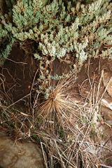 Spinifex hirsutus