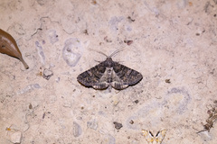 Eubolina impartialis