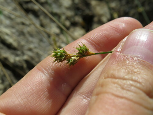 Carex brevior iNat (2)