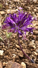 Allium fimbriatum