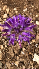 Allium fimbriatum