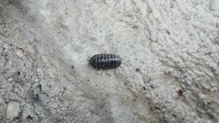 Armadillidium vulgare