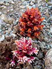 Kopsiopsis strobilacea