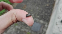Armadillidium vulgare