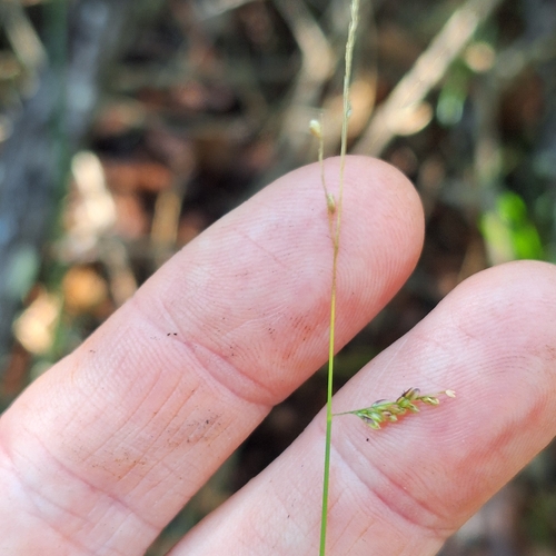Image of Steinchisma hians by (c) Greg Tasney, some rights reserved (CC BY-SA)