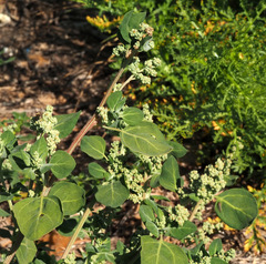 Chenopodium vulvaria