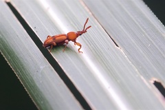 Higonius cilo