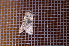 Abrostola microvalis