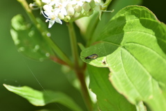 Micropterix calthella