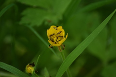 Micropterix calthella