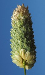 Phalaris brachystachys