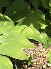 Ischnura cervula