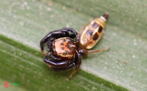 Cotinusa distincta