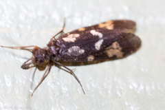 Chimarra texana