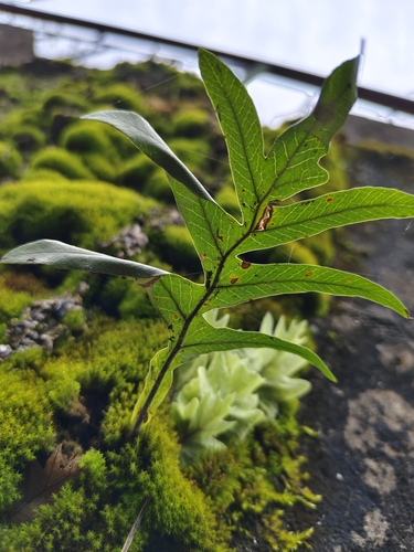 Drynaria roosii iNat (1)