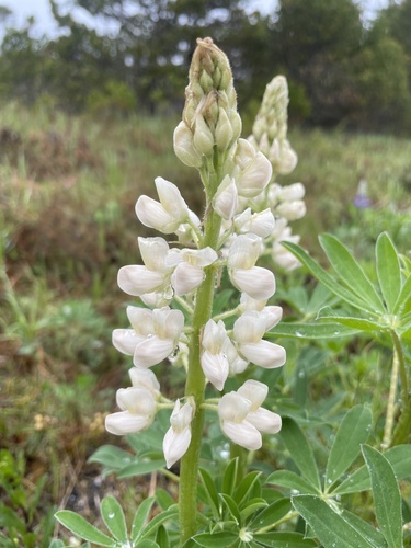Lupinus nootkatensis iNat (1)