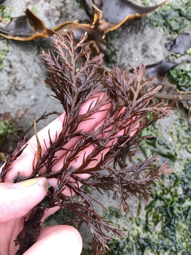flat sea brush (Odonthalia washingtoniensis)