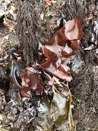 Schizymenia pacifica observed 2024-05-26