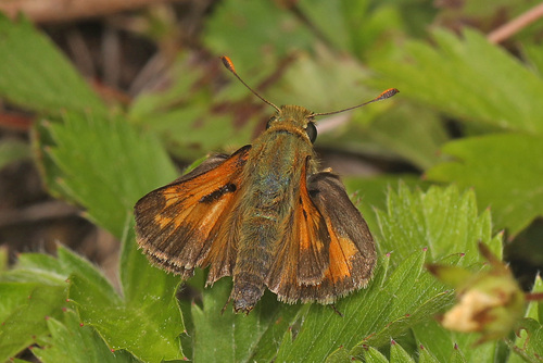 Indian Skipper photo 5